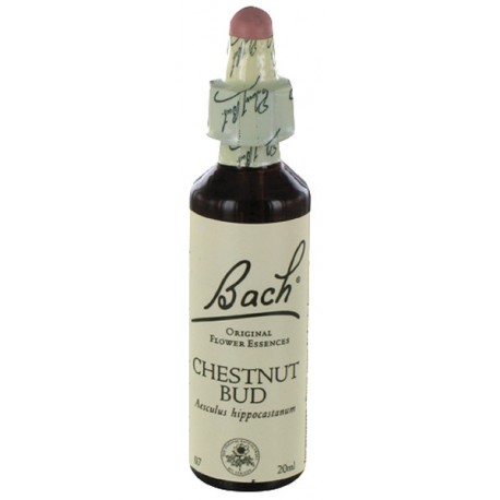 Fleurs de bach : bourgeon de marronnier 20ml