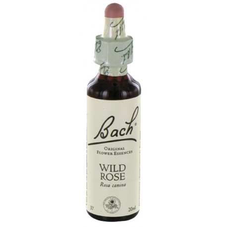 Fleurs de bach : eglantier 20ml