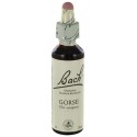 Fleurs de bach : ajonc 20ml