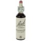Fleurs de bach : chevrefeuille 20ml