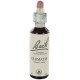 Fleurs de bach : clematite 20ml