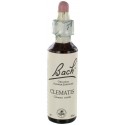Fleurs de bach : clematite 20ml