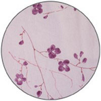 Alga
